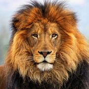 Lion69